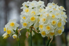 Avalanche Daffodil Narcissus Bulbs Blooms Species Growing Bonsai Roots Rhizomes Corms Tubers Potted Planting Reblooming Fragrant Garden Flower Seeds Plant