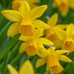Tête-à-Tête Daffodil Narcissus Bulbs Blooms Species Growing Bonsai Roots Rhizomes Corms Tubers Potted Planting Reblooming Fragrant Garden Flower Seeds Plant - Seedsplant