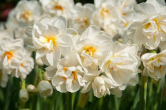 Cheerfulness Daffodil Narcissus Bulbs Blooms Species Growing Bonsai Roots Rhizomes Corms Tubers Potted Planting Reblooming Fragrant Garden Flower Seeds Plant - Seedsplant