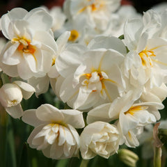 Cheerfulness Daffodil Narcissus Bulbs Blooms Species Growing Bonsai Roots Rhizomes Corms Tubers Potted Planting Reblooming Fragrant Garden Flower Seeds Plant - Seedsplant
