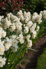 Cheerfulness Daffodil Narcissus Bulbs Blooms Species Growing Bonsai Roots Rhizomes Corms Tubers Potted Planting Reblooming Fragrant Garden Flower Seeds Plant - Seedsplant
