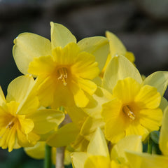 Tripartite Daffodil Narcissus Bulbs Blooms Species Growing Bonsai Roots Rhizomes Corms Tubers Potted Planting Reblooming Fragrant Garden Flower Seeds Plant