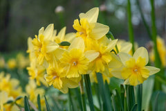 Tripartite Daffodil Narcissus Bulbs Blooms Species Growing Bonsai Roots Rhizomes Corms Tubers Potted Planting Reblooming Fragrant Garden Flower Seeds Plant