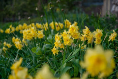 Tripartite Daffodil Narcissus Bulbs Blooms Species Growing Bonsai Roots Rhizomes Corms Tubers Potted Planting Reblooming Fragrant Garden Flower Seeds Plant