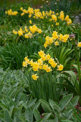 Tripartite Daffodil Narcissus Bulbs Blooms Species Growing Bonsai Roots Rhizomes Corms Tubers Potted Planting Reblooming Fragrant Garden Flower Seeds Plant