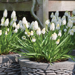 Grape Hyacinth Argaei Album Bulbs Blooms Species Growing Bonsai Roots Rhizomes Corms Tubers Potted Planting Reblooming Fragrant Garden Flower Seeds Plant Gardening - Seedsplant