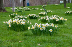 Narcissus Ice Follies Daffodil Bulbs Blooms Species Growing Bonsai Roots Rhizomes Corms Tubers Potted Planting Reblooming Fragrant Garden Flower Seeds Plant - Seedsplant