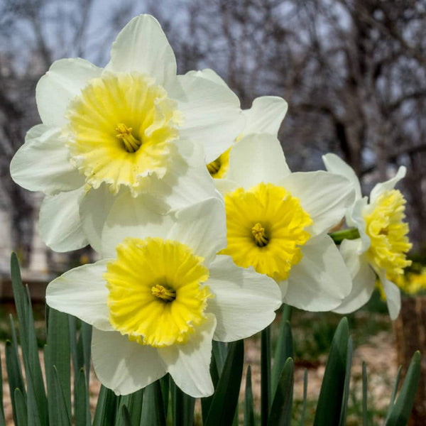 Narcissus Ice Follies Daffodil Bulbs Blooms Species Growing Bonsai Roots Rhizomes Corms Tubers Potted Planting Reblooming Fragrant Garden Flower Seeds Plant