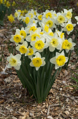 Narcissus Ice Follies Daffodil Bulbs Blooms Species Growing Bonsai Roots Rhizomes Corms Tubers Potted Planting Reblooming Fragrant Garden Flower Seeds Plant - Seedsplant