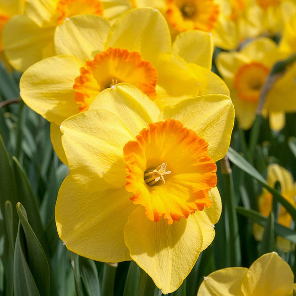 Delibes Daffodil Narcissus Bulbs Blooms Species Growing Bonsai Roots Rhizomes Corms Tubers Potted Planting Reblooming Fragrant Garden Flower Seeds Plant