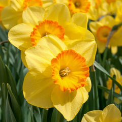 Delibes Daffodil Narcissus Bulbs Blooms Species Growing Bonsai Roots Rhizomes Corms Tubers Potted Planting Reblooming Fragrant Garden Flower Seeds Plant