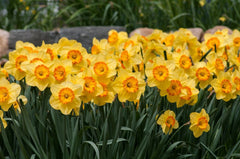 Delibes Daffodil Narcissus Bulbs Blooms Species Growing Bonsai Roots Rhizomes Corms Tubers Potted Planting Reblooming Fragrant Garden Flower Seeds Plant