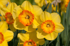 Delibes Daffodil Narcissus Bulbs Blooms Species Growing Bonsai Roots Rhizomes Corms Tubers Potted Planting Reblooming Fragrant Garden Flower Seeds Plant