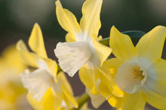 Narcissus Pipit Daffodil Bulbs Blooms Species Growing Bonsai Roots Rhizomes Corms Tubers Potted Planting Reblooming Fragrant Garden Flower Seeds Plant