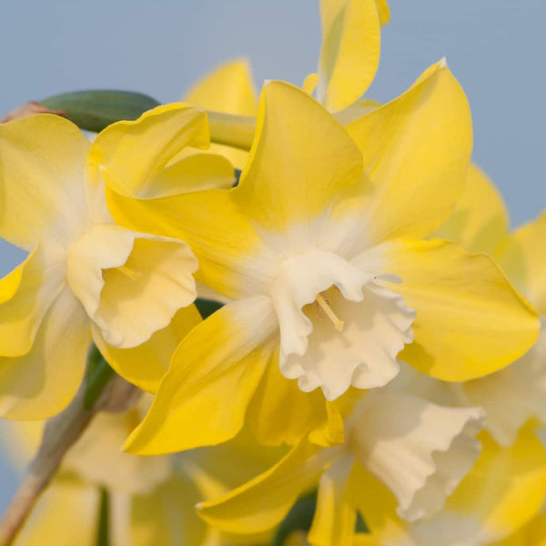 Narcissus Pipit Daffodil Bulbs Blooms Species Growing Bonsai Roots Rhizomes Corms Tubers Potted Planting Reblooming Fragrant Garden Flower Seeds Plant