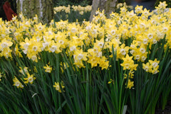 Narcissus Pipit Daffodil Bulbs Blooms Species Growing Bonsai Roots Rhizomes Corms Tubers Potted Planting Reblooming Fragrant Garden Flower Seeds Plant