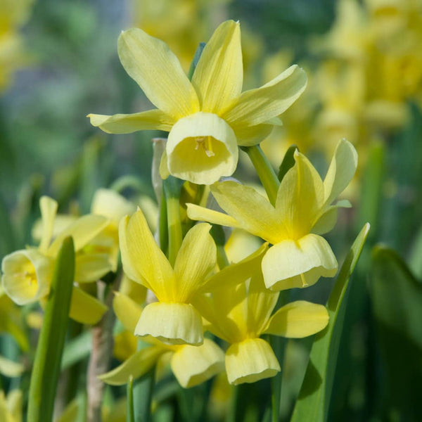Hawera Narcissus Daffodil Bulbs Blooms Species Growing Bonsai Roots Rhizomes Corms Tubers Potted Planting Reblooming Fragrant Garden Flower Seeds Plant