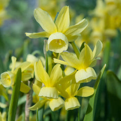 Hawera Narcissus Daffodil Bulbs Blooms Species Growing Bonsai Roots Rhizomes Corms Tubers Potted Planting Reblooming Fragrant Garden Flower Seeds Plant
