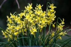 Hawera Narcissus Daffodil Bulbs Blooms Species Growing Bonsai Roots Rhizomes Corms Tubers Potted Planting Reblooming Fragrant Garden Flower Seeds Plant