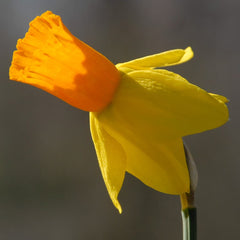 Narcissus Jetfire Daffodil Bulbs Blooms Species Growing Bonsai Roots Rhizomes Corms Tubers Potted Planting Reblooming Fragrant Garden Flower Seeds Plant
