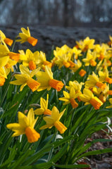 Daffodil Sempre Avanti Narcissus Bulbs Blooms Species Growing Bonsai Roots Rhizomes Corms Tubers Potted Planting Reblooming Fragrant Garden Flower Seeds Plant - Seedsplant