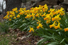 Narcissus Jetfire Daffodil Bulbs Blooms Species Growing Bonsai Roots Rhizomes Corms Tubers Potted Planting Reblooming Fragrant Garden Flower Seeds Plant