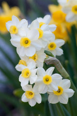 Minnow Daffodil Narcissus Bulbs Blooms Species Growing Bonsai Roots Rhizomes Corms Tubers Potted Planting Reblooming Fragrant Garden Flower Seeds Plant