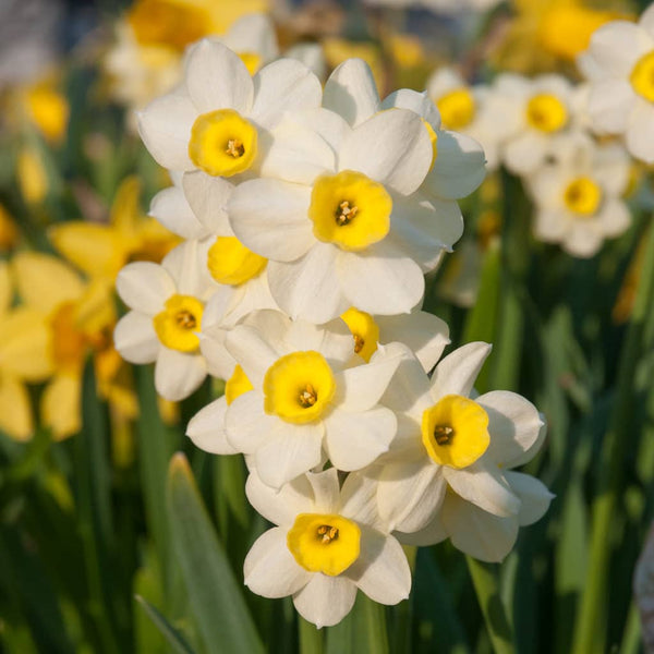 Minnow Daffodil Narcissus Bulbs Blooms Species Growing Bonsai Roots Rhizomes Corms Tubers Potted Planting Reblooming Fragrant Garden Flower Seeds Plant