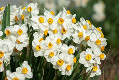 Geranium Daffodil Narcissus Bulbs Blooms Species Growing Bonsai Roots Rhizomes Corms Tubers Potted Planting Reblooming Fragrant Garden Flower Seeds Plant