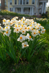 Geranium Daffodil Narcissus Bulbs Blooms Species Growing Bonsai Roots Rhizomes Corms Tubers Potted Planting Reblooming Fragrant Garden Flower Seeds Plant