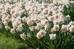 Delnashaugh Daffodil Narcissus Bulbs Blooms Species Growing Bonsai Roots Rhizomes Corms Tubers Potted Planting Reblooming Fragrant Garden Flower Seeds Plant