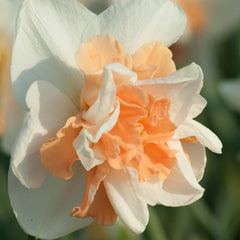 Delnashaugh Daffodil Narcissus Bulbs Blooms Species Growing Bonsai Roots Rhizomes Corms Tubers Potted Planting Reblooming Fragrant Garden Flower Seeds Plant