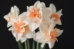 Delnashaugh Daffodil Narcissus Bulbs Blooms Species Growing Bonsai Roots Rhizomes Corms Tubers Potted Planting Reblooming Fragrant Garden Flower Seeds Plant