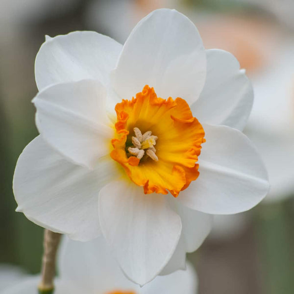 Barrett Browning Daffodil Narcissus Bulbs Blooms Species Growing Bonsai Roots Rhizomes Corms Tubers Potted Planting Reblooming Fragrant Garden Flower Seeds Plant