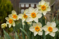 Barrett Browning Daffodil Narcissus Bulbs Blooms Species Growing Bonsai Roots Rhizomes Corms Tubers Potted Planting Reblooming Fragrant Garden Flower Seeds Plant - Seedsplant