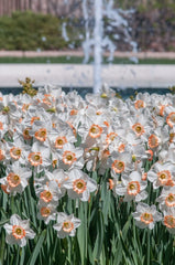 Pink Charm Narcissus Daffodil Bulbs Blooms Species Growing Bonsai Roots Rhizomes Corms Tubers Potted Planting Reblooming Fragrant Garden Flower Seeds Plant