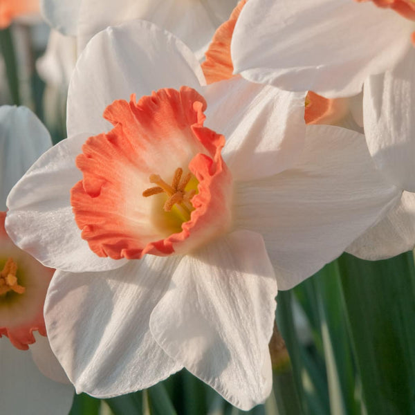 Pink Charm Narcissus Daffodil Bulbs Blooms Species Growing Bonsai Roots Rhizomes Corms Tubers Potted Planting Reblooming Fragrant Garden Flower Seeds Plant