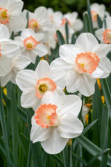 Pink Charm Narcissus Daffodil Bulbs Blooms Species Growing Bonsai Roots Rhizomes Corms Tubers Potted Planting Reblooming Fragrant Garden Flower Seeds Plant