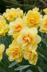 Tahiti Daffodil Narcissus Bulbs Blooms Species Growing Bonsai Roots Rhizomes Corms Tubers Potted Planting Reblooming Fragrant Garden Flower Seeds Plant - Seedsplant
