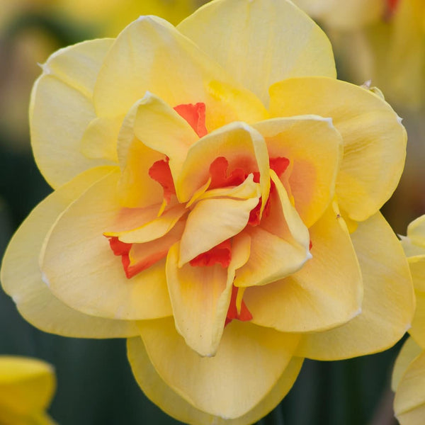 Tahiti Daffodil Narcissus Bulbs Blooms Species Growing Bonsai Roots Rhizomes Corms Tubers Potted Planting Reblooming Fragrant Garden Flower Seeds Plant