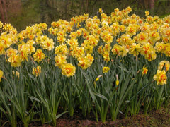 Tahiti Daffodil Narcissus Bulbs Blooms Species Growing Bonsai Roots Rhizomes Corms Tubers Potted Planting Reblooming Fragrant Garden Flower Seeds Plant - Seedsplant
