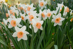 Accent Daffodil Mixture Narcissus Bulbs Blooms Species Growing Bonsai Roots Rhizomes Corms Tubers Potted Planting Reblooming Fragrant Garden Flower Seeds Plant