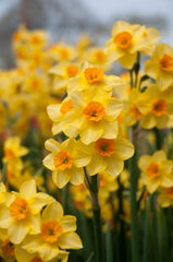 Falconet Daffodil Narcissus Bulbs Blooms Species Growing Bonsai Roots Rhizomes Corms Tubers Potted Planting Reblooming Fragrant Garden Flower Seeds Plant