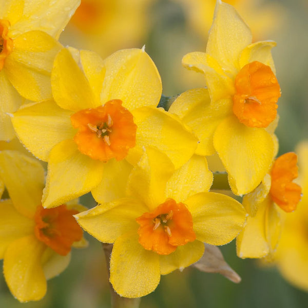 Falconet Daffodil Narcissus Bulbs Blooms Species Growing Bonsai Roots Rhizomes Corms Tubers Potted Planting Reblooming Fragrant Garden Flower Seeds Plant