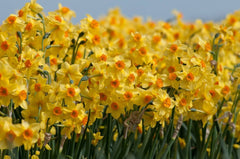 Falconet Daffodil Narcissus Bulbs Blooms Species Growing Bonsai Roots Rhizomes Corms Tubers Potted Planting Reblooming Fragrant Garden Flower Seeds Plant