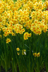 Falconet Daffodil Narcissus Bulbs Blooms Species Growing Bonsai Roots Rhizomes Corms Tubers Potted Planting Reblooming Fragrant Garden Flower Seeds Plant