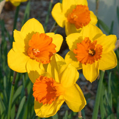 Pimpernel Narcissus Daffodil Bulbs Blooms Species Growing Bonsai Roots Rhizomes Corms Tubers Potted Planting Reblooming Fragrant Garden Flower Seeds Plant - Seedsplant