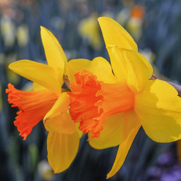Pimpernel Narcissus Daffodil Bulbs Blooms Species Growing Bonsai Roots Rhizomes Corms Tubers Potted Planting Reblooming Fragrant Garden Flower Seeds Plant