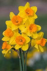 Pimpernel Narcissus Daffodil Bulbs Blooms Species Growing Bonsai Roots Rhizomes Corms Tubers Potted Planting Reblooming Fragrant Garden Flower Seeds Plant - Seedsplant