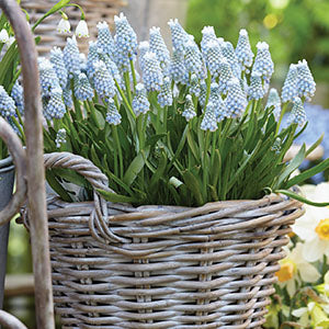 Grape Hyacinth Mount Hood Bulbs Blooms Species Growing Bonsai Roots Rhizomes Corms Tubers Potted Planting Reblooming Fragrant Garden Flower Seeds Plant Gardening